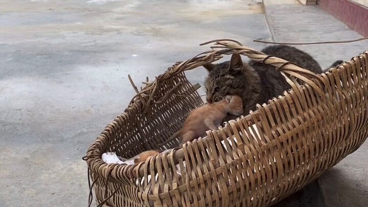 Beberapa anak kucing yang baru lahir muncul di dalam keranjang bambu, tak lama kemudian induk kucing