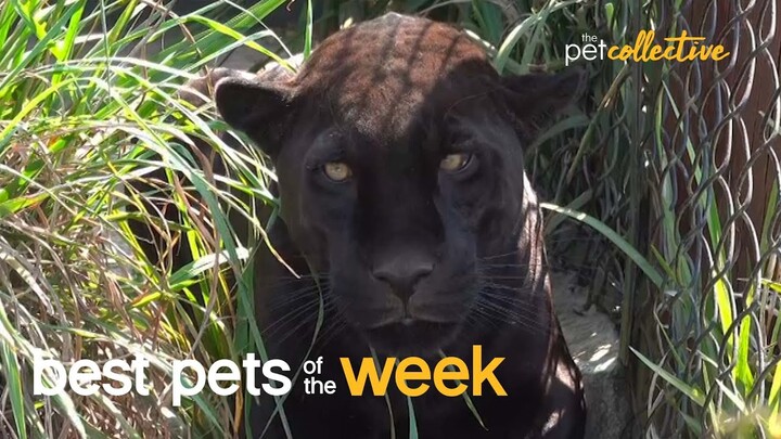 Super Cool Big Cat| Best Pets of the Week