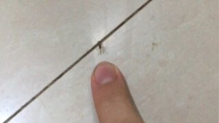 Execution of a mosquito using dio method