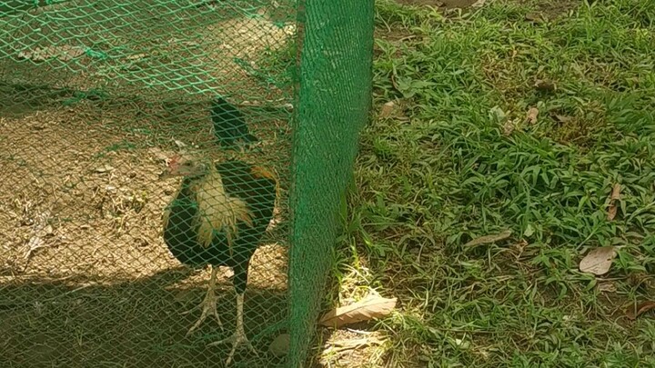 Grey RH Kelso Gold WPC banded late born
