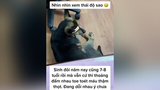 Cắn nhau vỡ đầu chảy máu chân thọt lông toe tua toàn nước bọt thối trên đầu nhau 😭😭😭 bơ côca cún chó_cưng