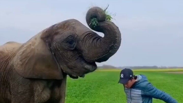 جدٌّ من الخارج عهد برعاية فيل صغير لحفيده منذ صغره، لكن المفاجأة أن الجد بات الآن بمثابة "أم الفيل" 