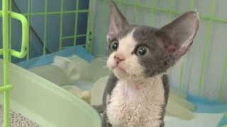 The kitten's intestines are full of poop; the clearing operation begins.