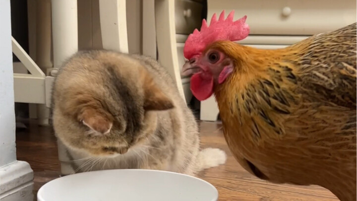 Chicken-Raising Experience