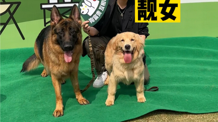 I’ve noticed there’s a reason why some dog influencers become famous.