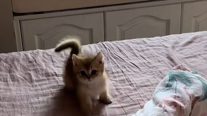 Quả là một màn "tung hô để giết" đã đời! Bạn vừa mới khen một câu "giỏi quá đi", nó lập tức lao đầu 