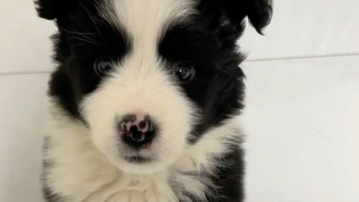 Anak-anak border collie itu lucu banget waktu masih kecil! Mantou: Mama, jangan berlama-lama! Anjing