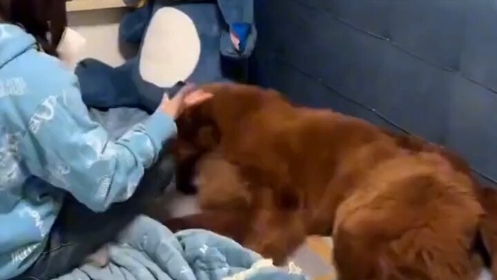 Sang majikan mengajari anjingnya kimia, begitu mendengar saja si anjing langsung mengantuk sampai ge