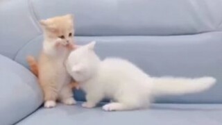 แมวตีกันก็น่ารักมาก