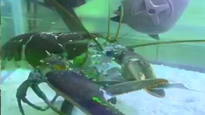 Needlefish🪡 VS 🦞 Lobster!