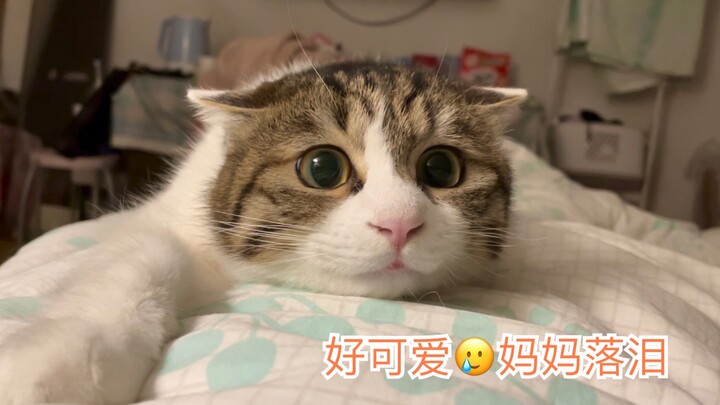 Chú đầu rìu nhỏ đi săn cũng đáng yêu vậy sao?! ʕ •ᴥ•ʔ