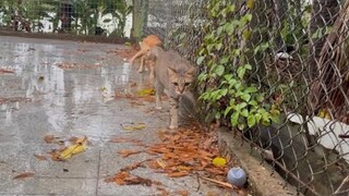 #561 Thử thách ngâm chân xuống nước - Đại Ca khịa Miu khi say cỏ