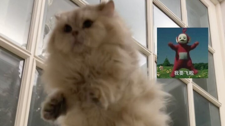 Flying Little Pig Mi