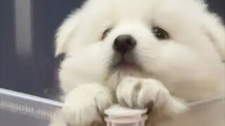 I really like puppies...