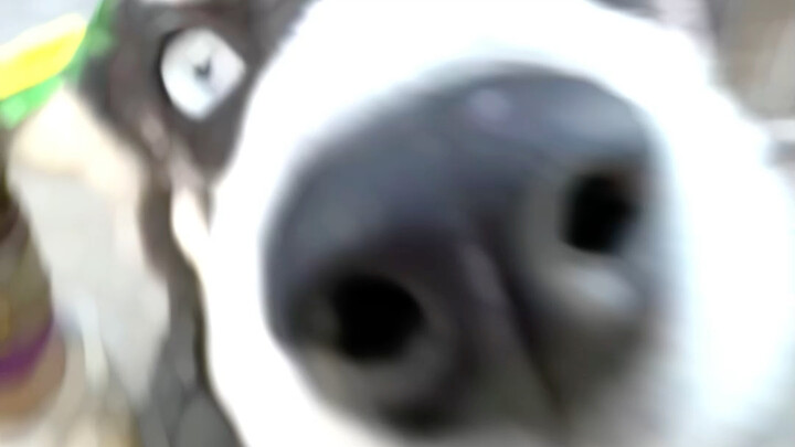 Husky gratis untuk isi ulang pulsamu! Lucu banget!