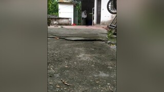 Tim 2 e đi ạ  yeucho yeuchomeo cún cúncon chó chómèo chócon chó_cưng chókhôn yeuchomeo cưng chócute pet dog dogsoftiktok