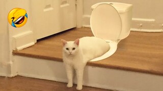 Funniest Cat Videos That Will Make You Laugh #72 - Funny Animal Videos 2022