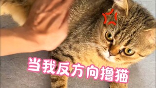 Cat: Lao Deng, I just licked my fur!
