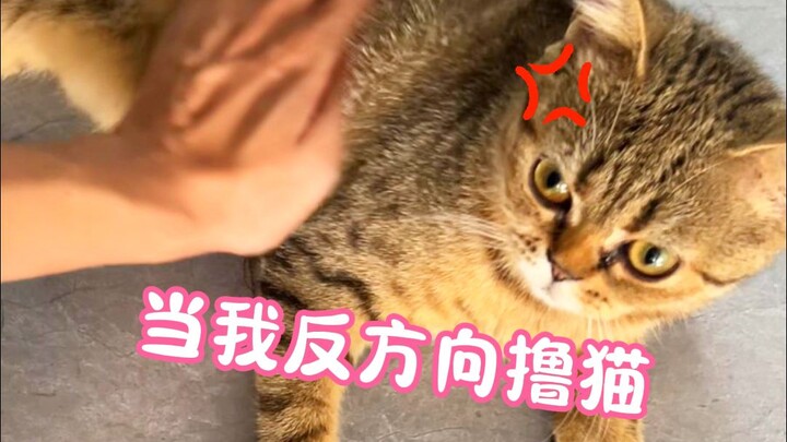猫：老登 我刚舔完的毛！