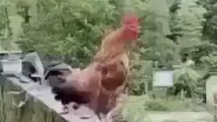 Cock 🥵