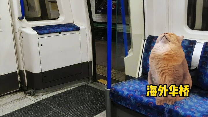 When a Chinese student studying abroad runs into another Chinese student