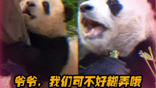 Panda juga mirip ayah mereka.