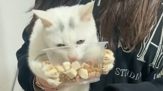 Kucing yang Lapar