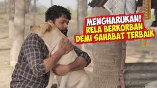 Kisah Anjing Yang Memiliki Ketulusan Hati Dan Rela Berkorban Demi Sahabatnya | Alur Cerita Film