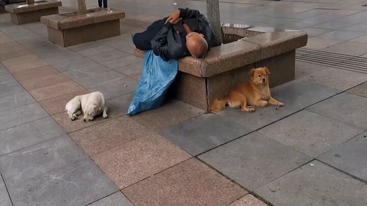 A girl found an injured "cat" that didn't eat cat food but only raw meat. After checking its identit