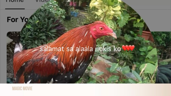 tanks nokis ko panalo sana matay din pagkatapos nng dlawang araw❤️❤️❤️