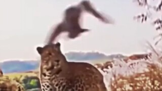 哈基豹：你知道你是什么吗？飞物啊！