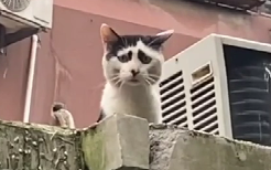 Cat: If you think I'm ugly, just say it straight. What's with calling me cute?