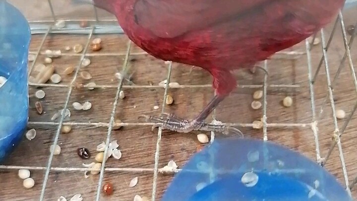 The little birds