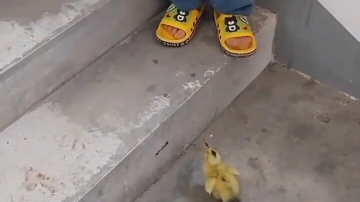 Ahli dalam menjinakkan bebek