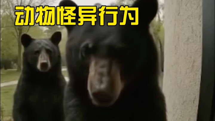 Chuyên mục thưởng thức hành vi kỳ lạ của động vật