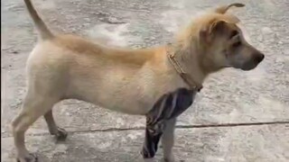 สุนัขจิตวิญญาณ