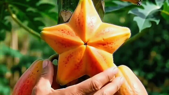 #short #viral #trandingGrowing a Star-Shaped Papaya! ⭐ 🥭 #shorts #satisfying #diy
