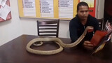[Animals] Is Cobra Able To Befriend With Human?