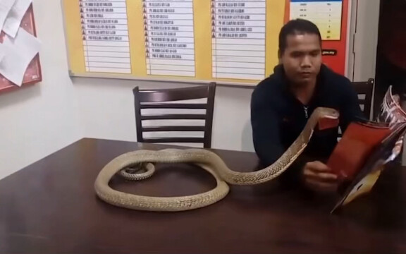 [Animals] Is Cobra Able To Befriend With Human?