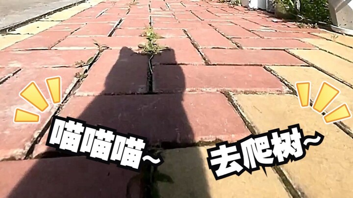 Meow~ Today I’m teaching the “chubby aunts” how to climb trees—wait, you don’t even know how to clim