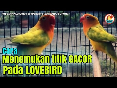 Cara Menemukan titik gacor Burung Lovebird supaya Konslet