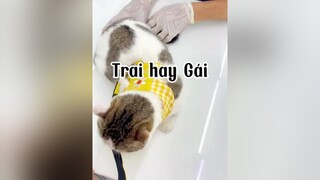 Sự thật đã được phơi bày 🤣🤣 mèo cat