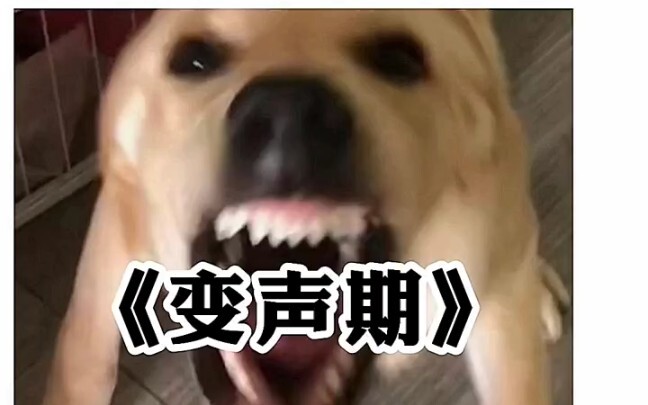 【Lồng tiếng hài hước】Khoảnh khắc khó xử trong “Thời kỳ thay giọng”