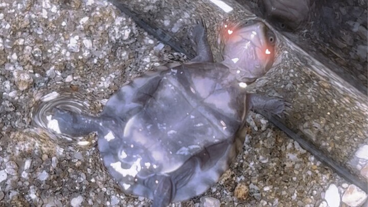 A generation of backstroke turtles turned into ground-bound chickens...