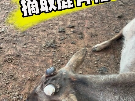 Removing the Deer Antler Hat