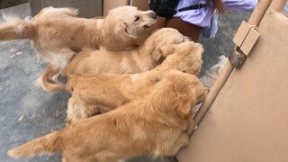 主人外出半个月，回家后猫和狗的反应有啥区别