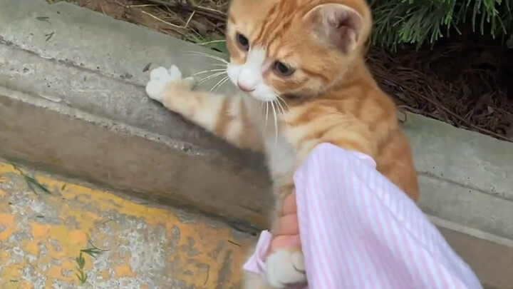 “Sơn Phong mà có nhanh tay đâu!”