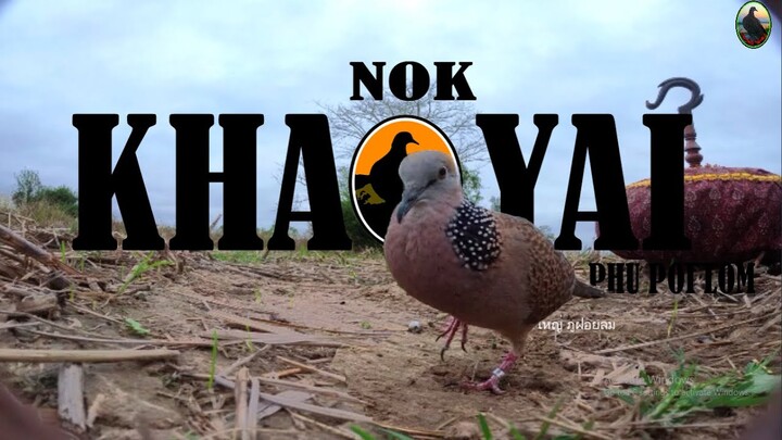 นกหัดออกป่าครั้งแรก【เจ้าปูนขาวNO11】#ลูกนกเขาใหญ่#dove training#Bẩy Chim Cu Gáy#burk terkukur