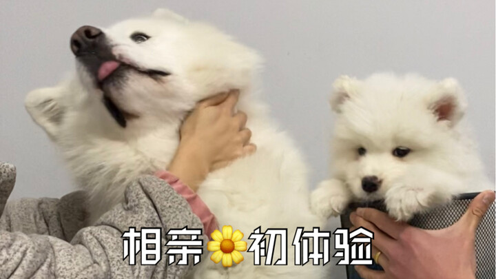 【กั๋วกั๋วต้าต้า】ทรมานเมียแป๊บเดียวมันสะใจ แต่ตามง้อเมียนี่โคตรทรหด! ฉันนึกภาพนิยายยาวเป็นหลายแสนคำไป