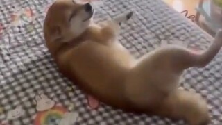 Dua burung saling mencintai! Mengapa mereka harus bersama siang dan malam?
